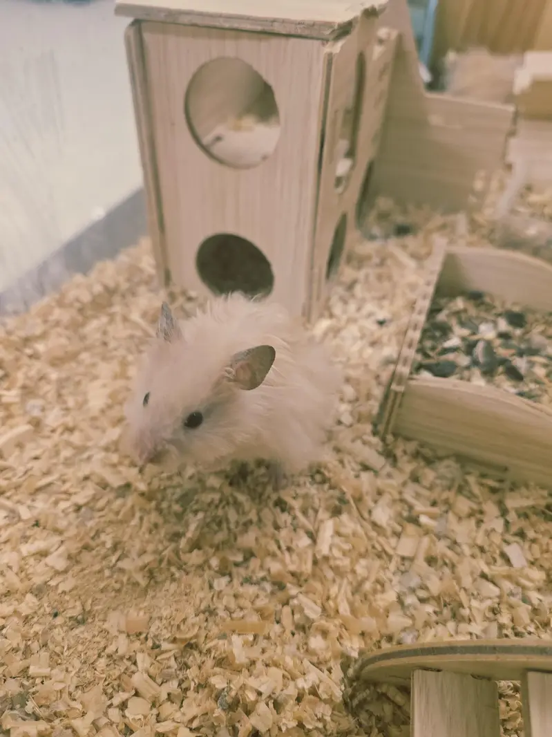 4 hamsters for sale with wooden box — photo 7