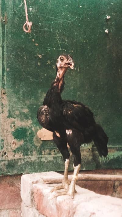 Pure Aseel Thai chicks