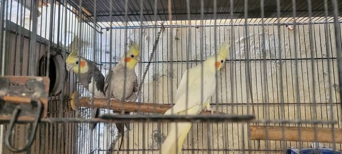 parrot+cage for sale