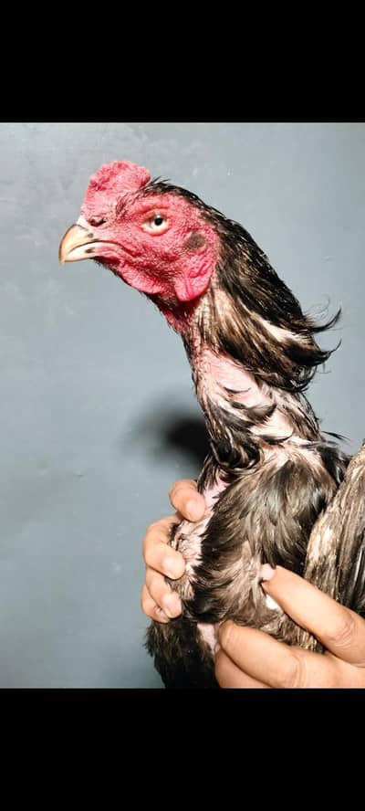 black cobra Pakistani aseel male foresale price 5500 final