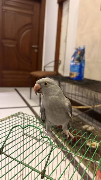 grey ringneck hand tamed