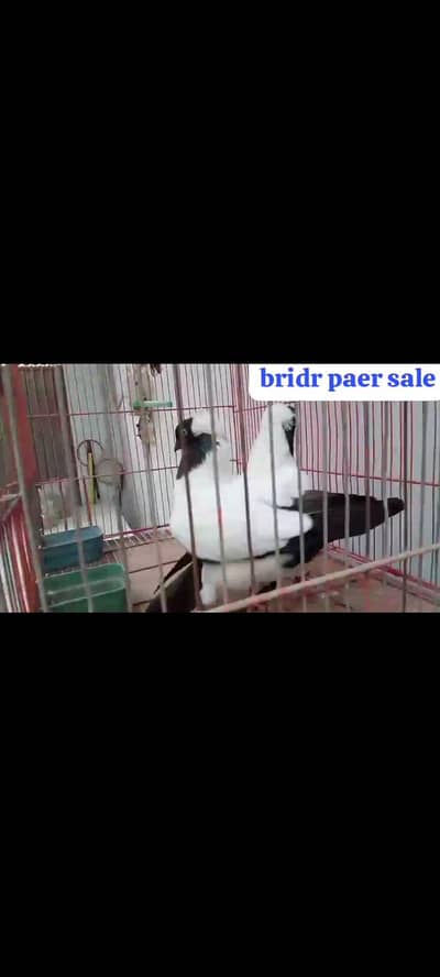 for sale