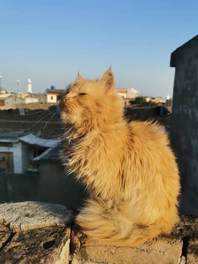 Persian Cat Female