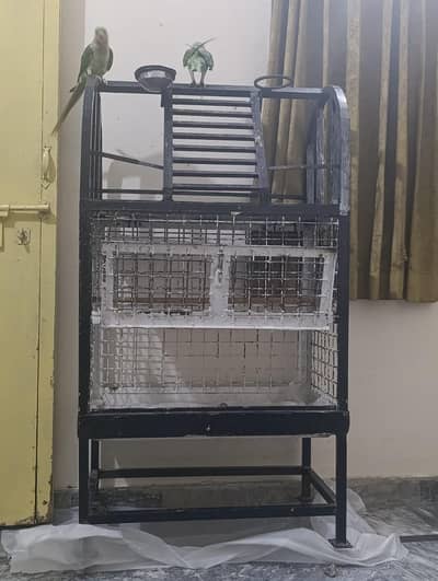 Birds Cage