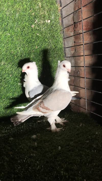 Fancy Satinette Pigeon Pair | Healthy & Pure Breed | Urgent Sale