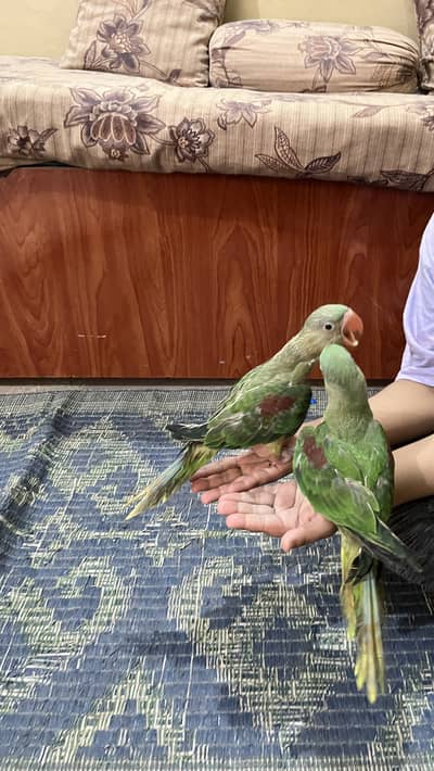 Raw parrot