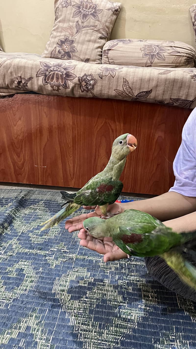 Raw parrot 1
