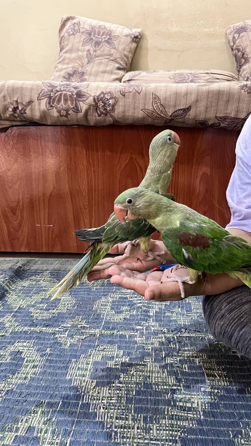 Raw parrot 2