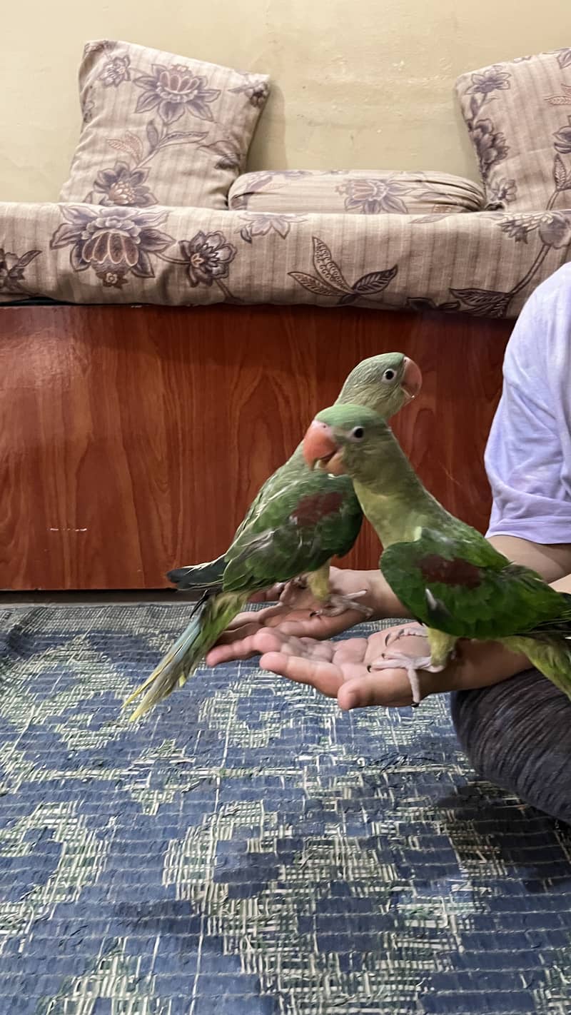 Raw parrot 3