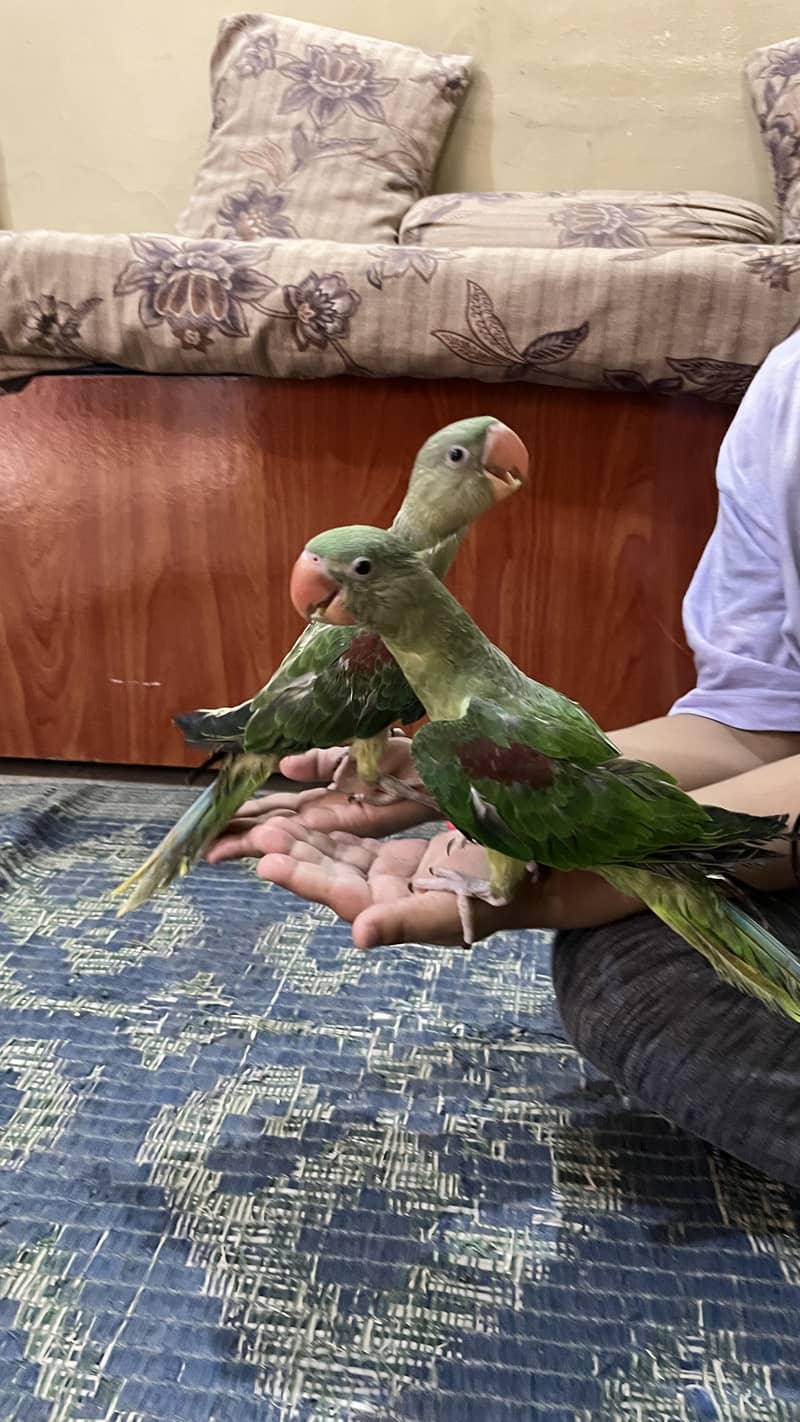 Raw parrot 4