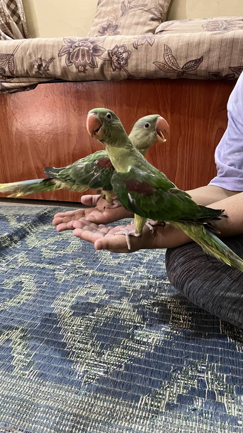 Raw parrot 5