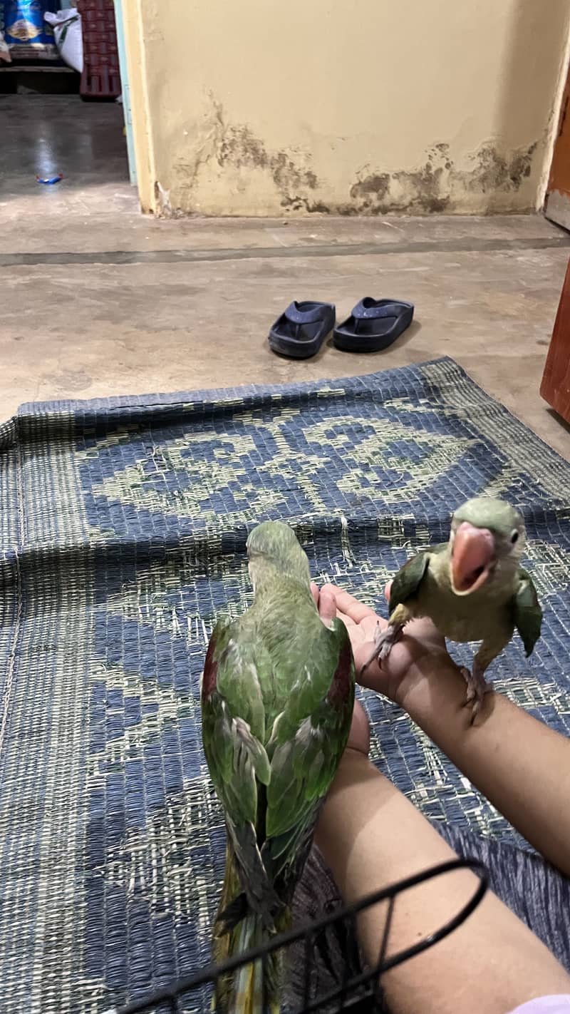 Raw parrot 6