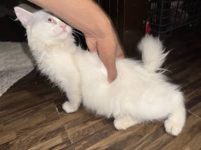 White Odd-Eyed Kitten For Sale 