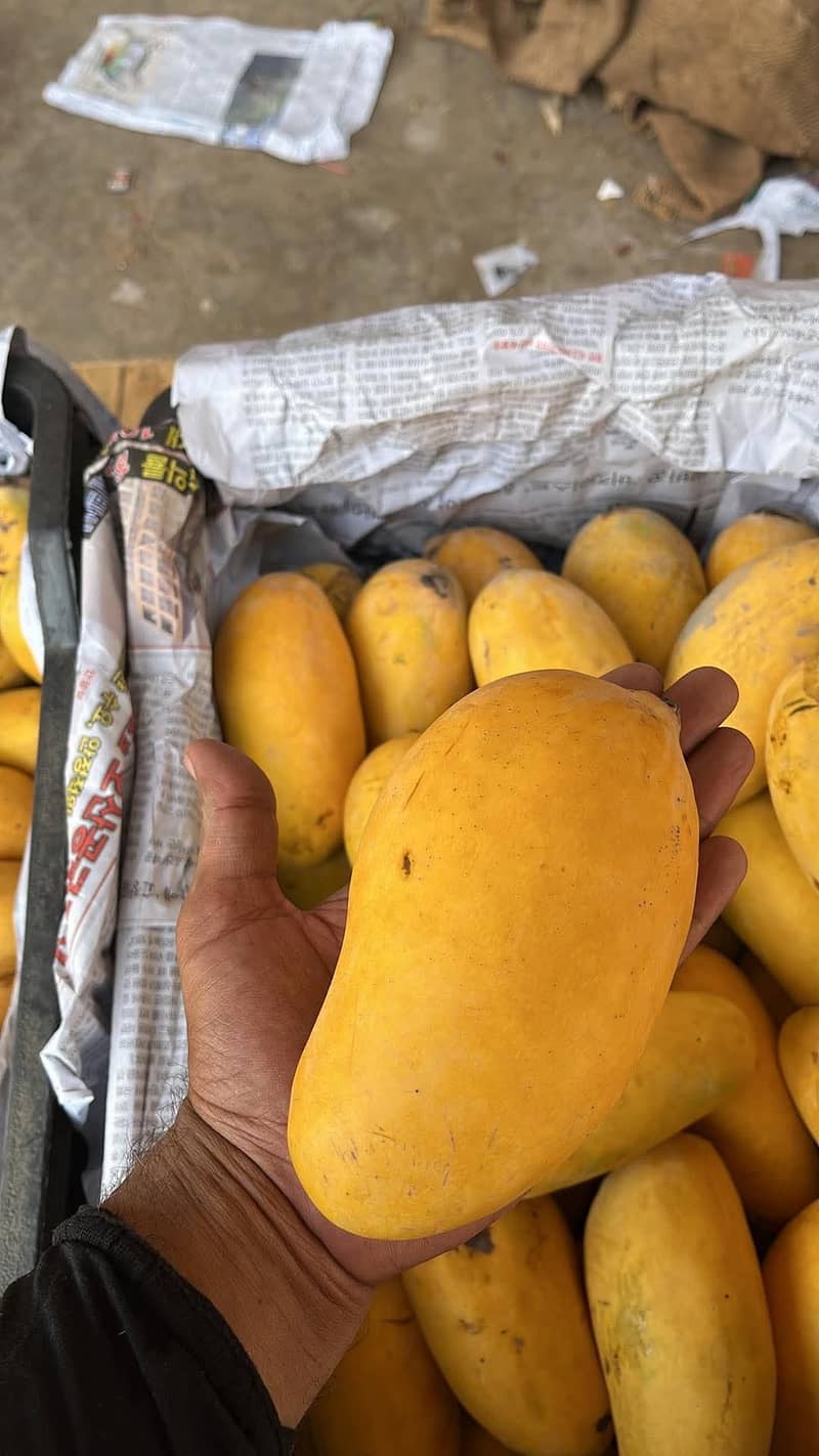 Mangoes 1