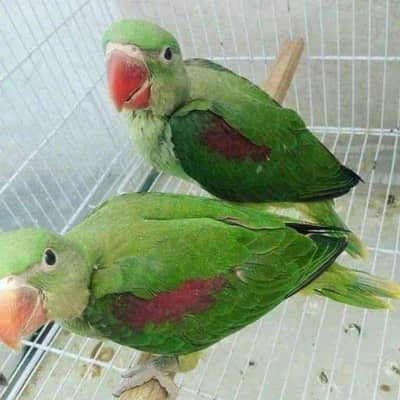 raw chicks for sale