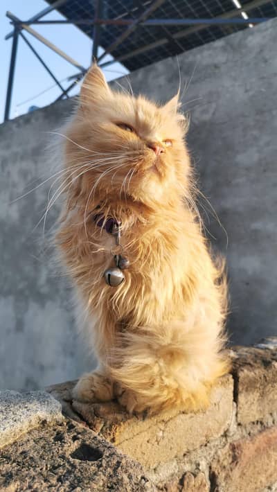 Persian doll face cat