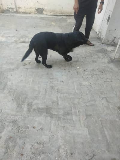 Black Labrador