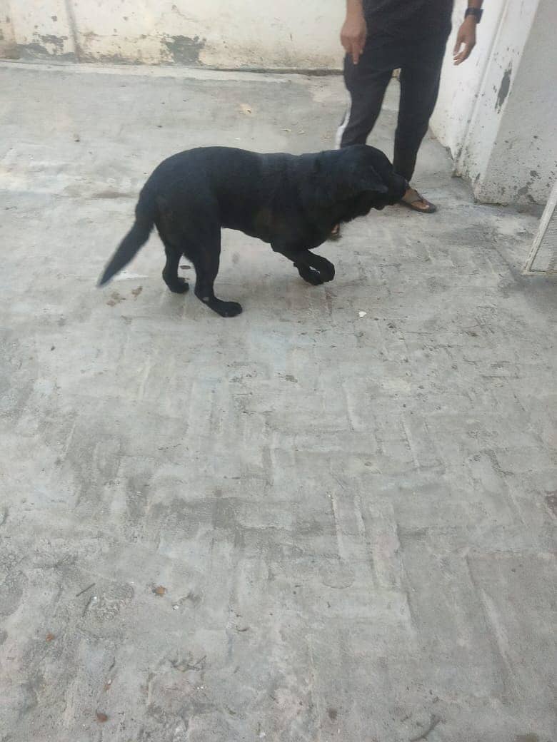 Black Labrador 0
