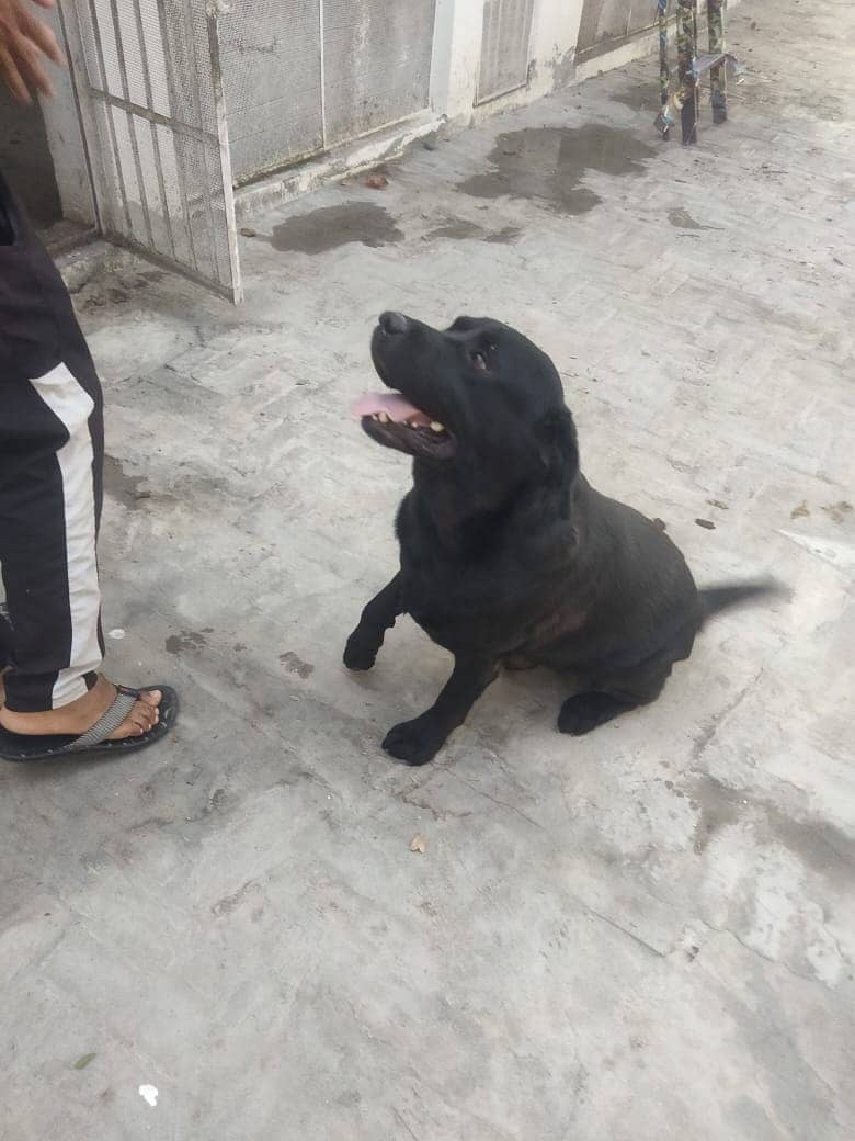 Black Labrador 1