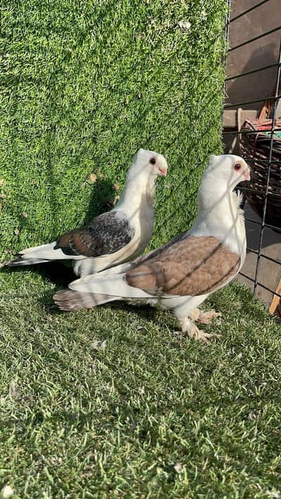 Fancy Satinette Pigeon Pair 03004656055