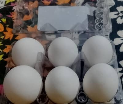 large size egg boxes special offer only 120