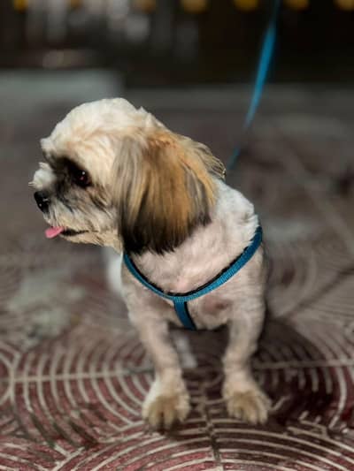 Shih Tzu