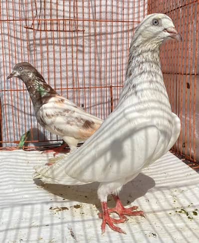 lakhy bredr pair for sale exc
