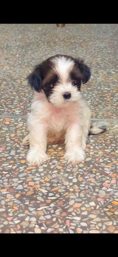 Shitzu puppy