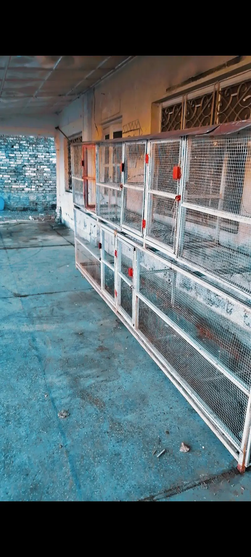 iron cage for birds — photo 4
