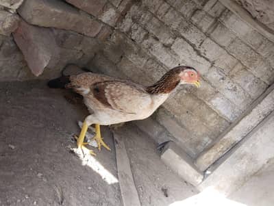 Madi for sale Healthy and Active