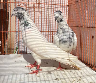sailkot bredr jora for sale