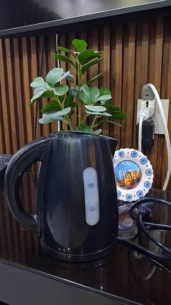 kettle 0