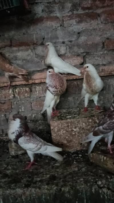Norwich pairs for sale