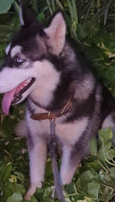 Siberian husky female color eyes