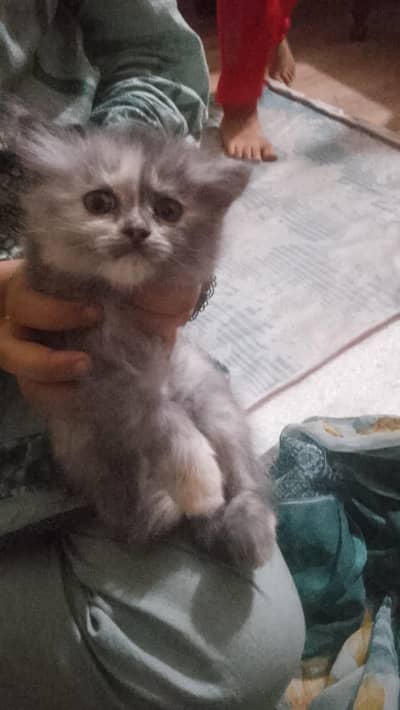 Triple Coat Persian Kittens