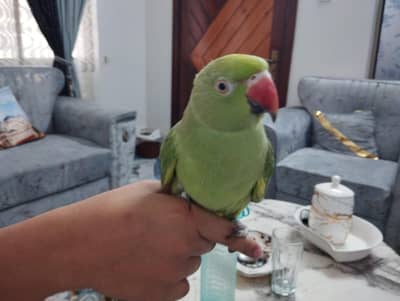 green parrots