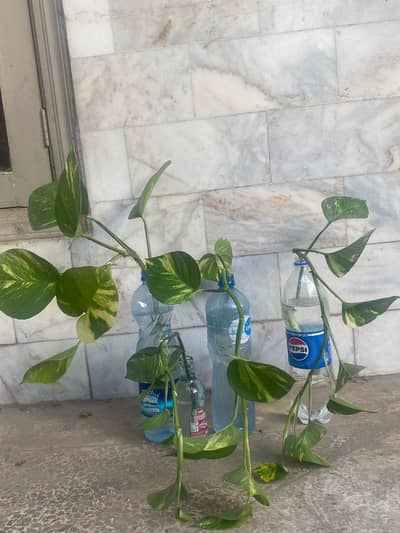 money plant
