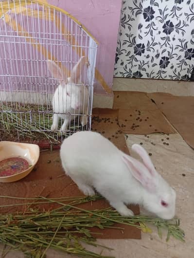 trained rabbits