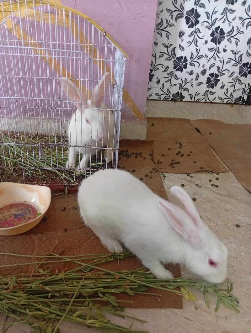 trained rabbits 0
