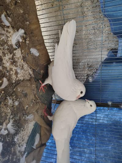 Patti walay kabootar