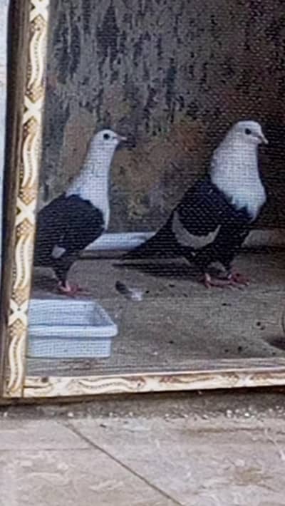 Karbalai set pair