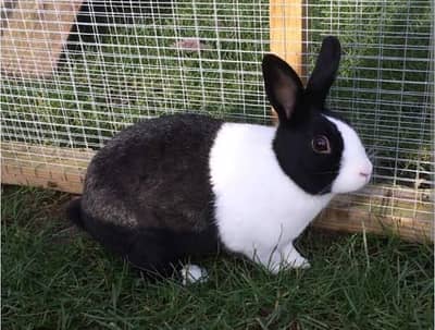 rabbits for sale red eyes paper white and black and white brown