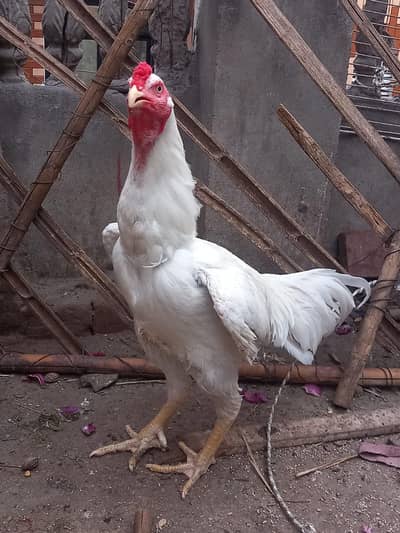 white Aseel Heera