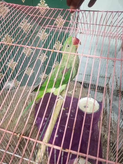 kashmiri raw parrot female full adult 1.5 years old