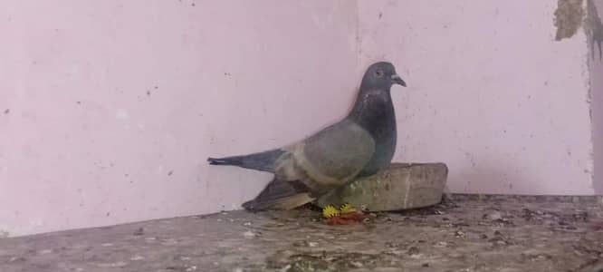 pigeon