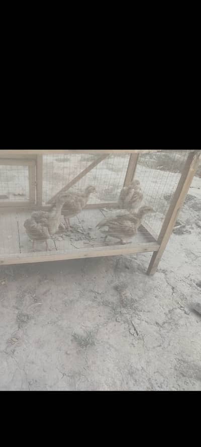 4months and 1 month old chicks available