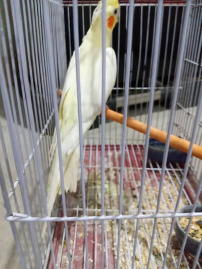 Cocktail with cage