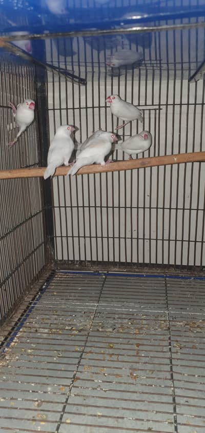 albino java and fawn java for sale 0321/44/35/484