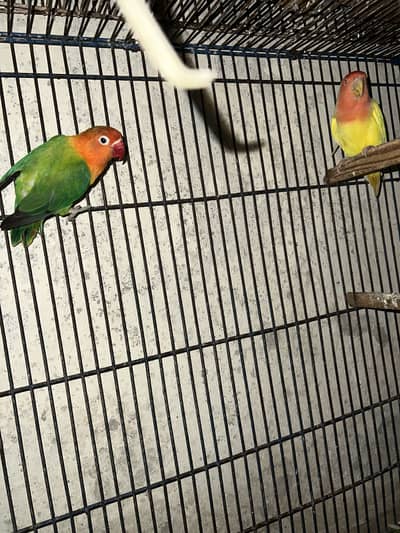 Lovebird