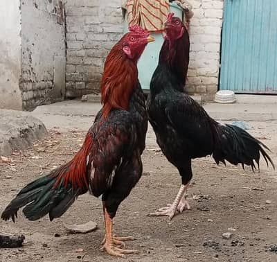 boht pyari breed hy